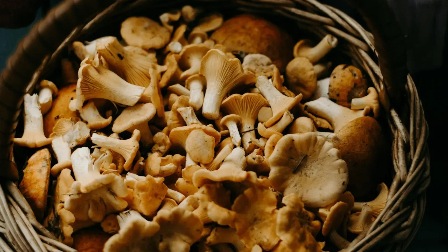 Cestino con funghi