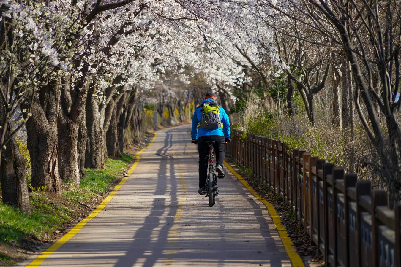 Pista ciclabile