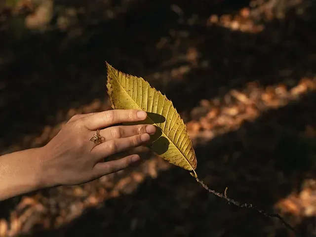 Tourismusverein Tisens-Prissian Il bagno nella foresta e l’albero della forza: il castagno