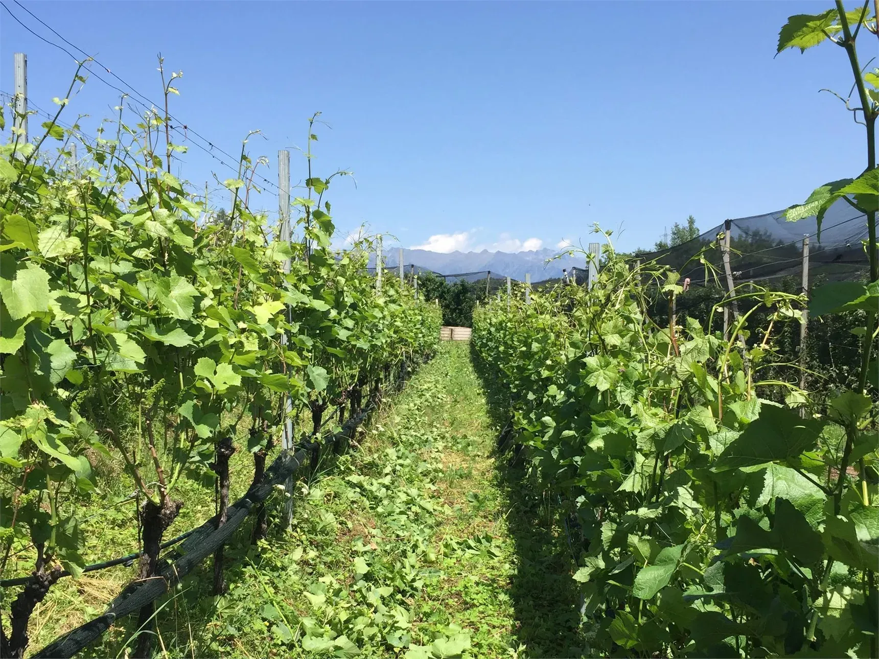 Visita guidata alla tenuta vinicola Großkemat