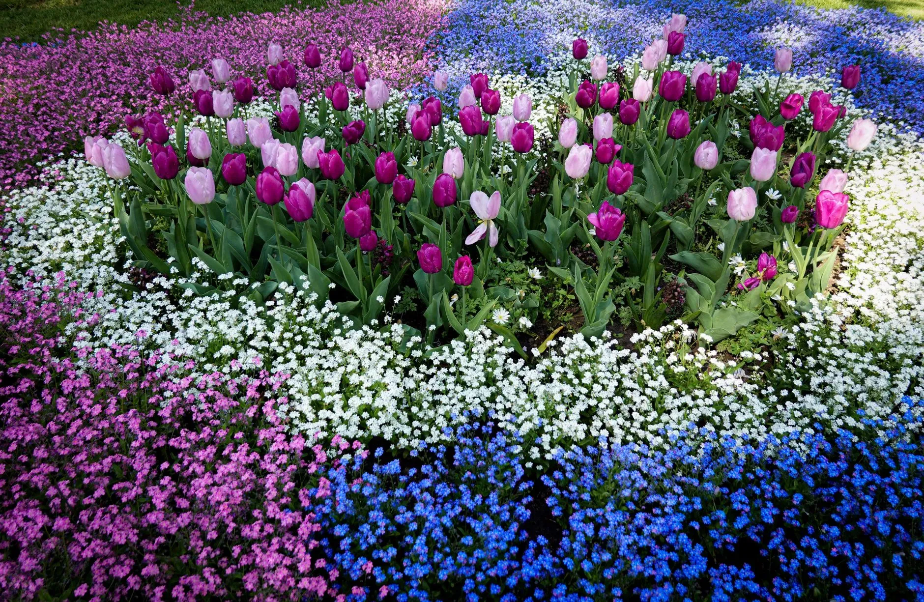 Una composizione dai colori vivaci di tulipani rosa e lilla, circondati da rigogliosi fiori di campo in un vivace giardino primaverile.